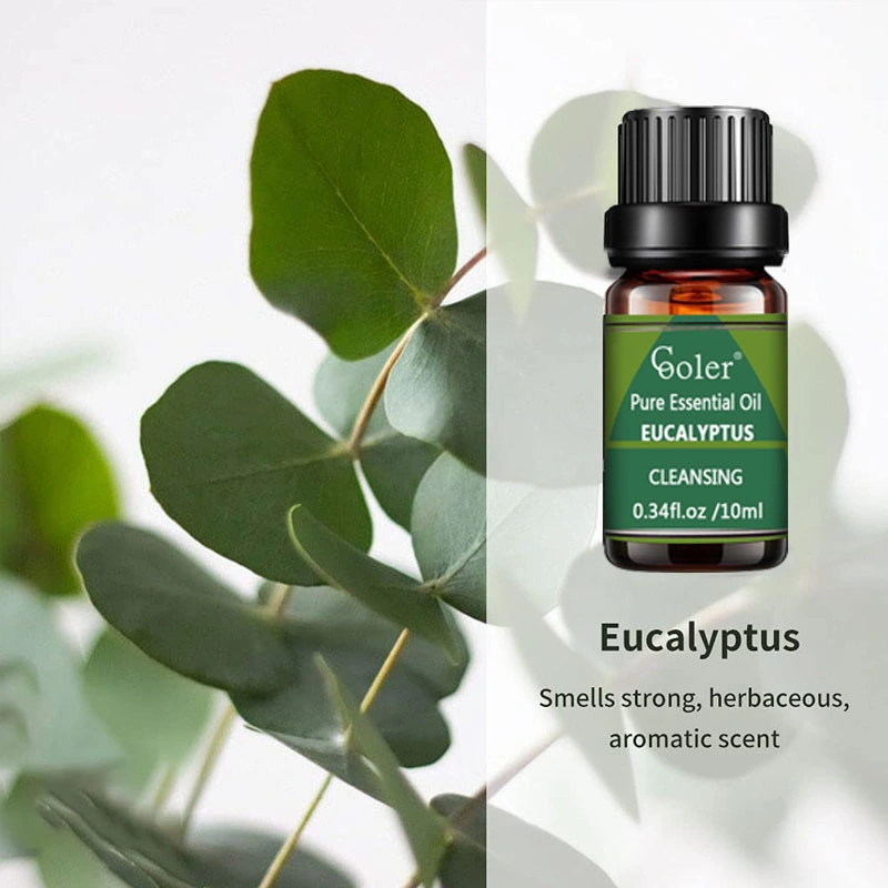 Usine de qualité supérieure d'alimentation en huile essentielle d'eucalyptus