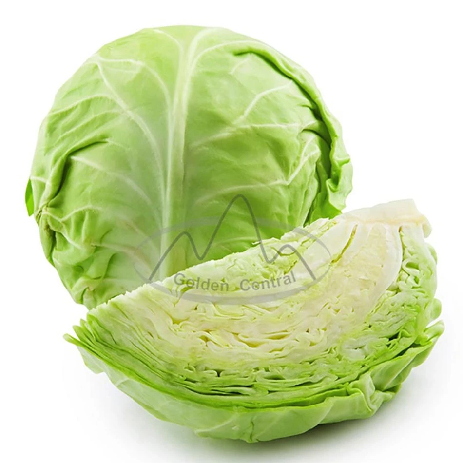 Delicious Green Organic Fresh Cabbage Export From China