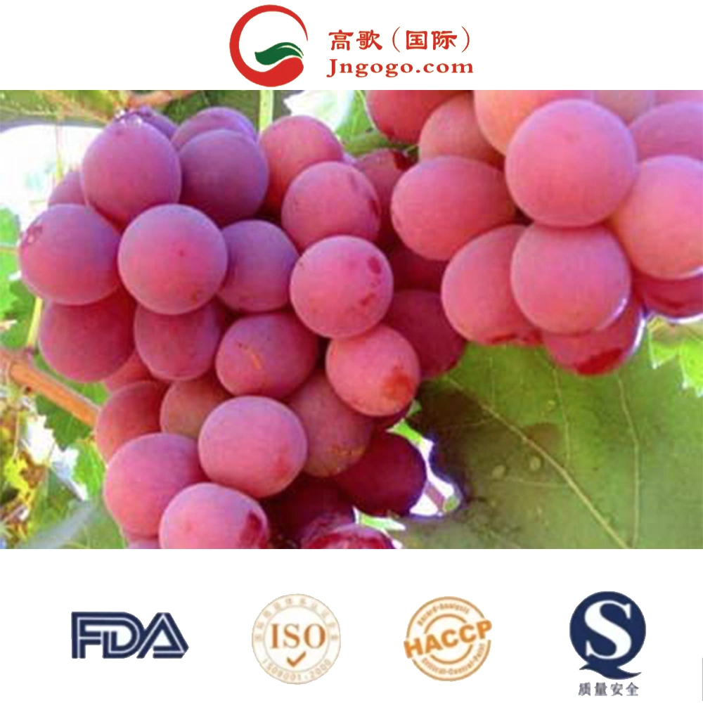 Red Globe Grape frutas frescas Red Grape da China Import Empresas de exportação Pune