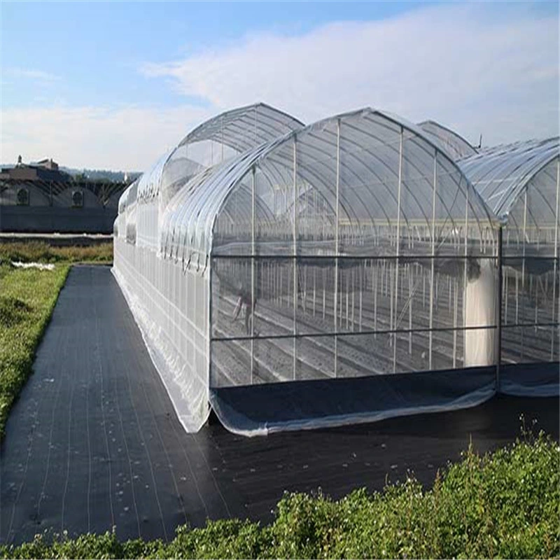 3m de ancho transparente de plástico de invernadero de las pantallas de insectos y mosquitos, la agricultura de compensación de insectos de malla para la Agricultura de túnel de 100gsm