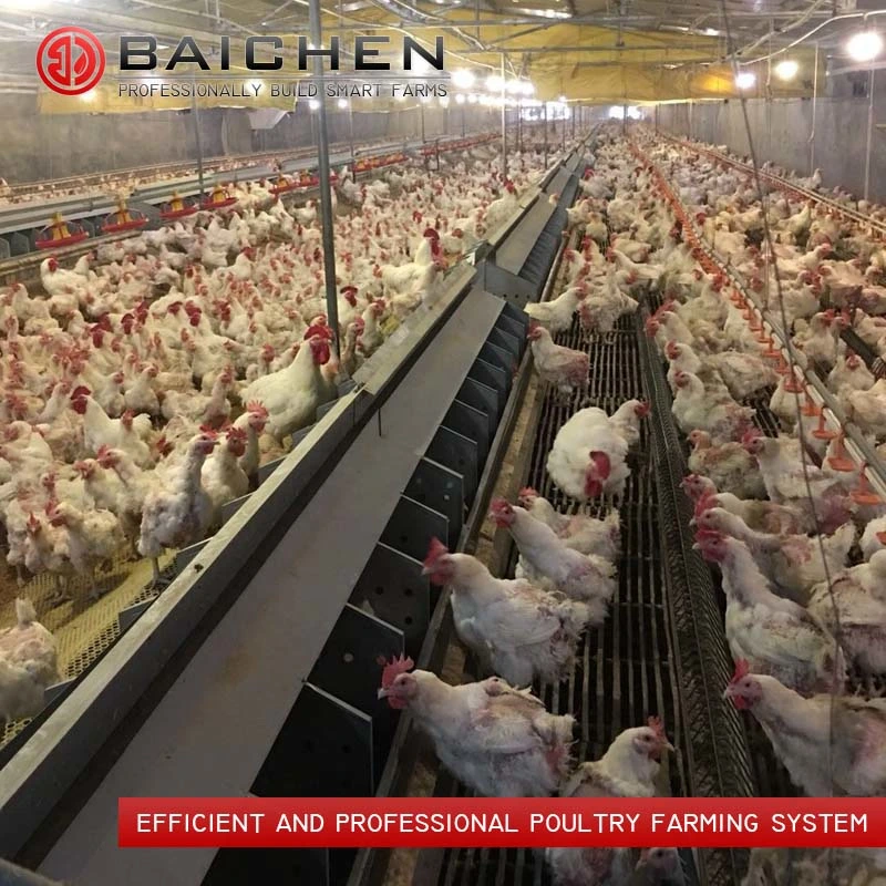 Automatic Breeder Feeding System Poultry Farm with Slat Floor