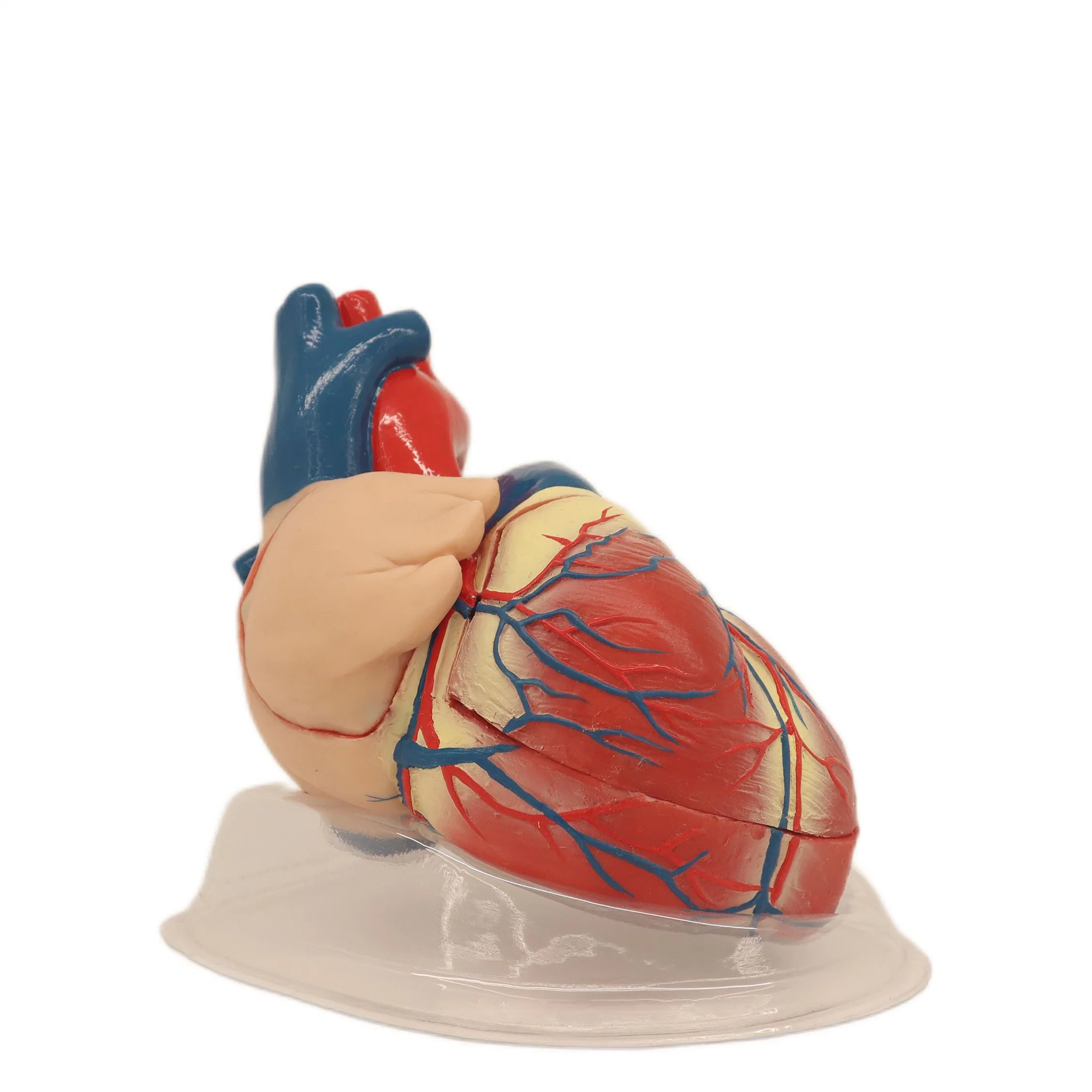 Modelo anatómico de Humam PVC de soporte fuerte Modelo de disección cardíaca