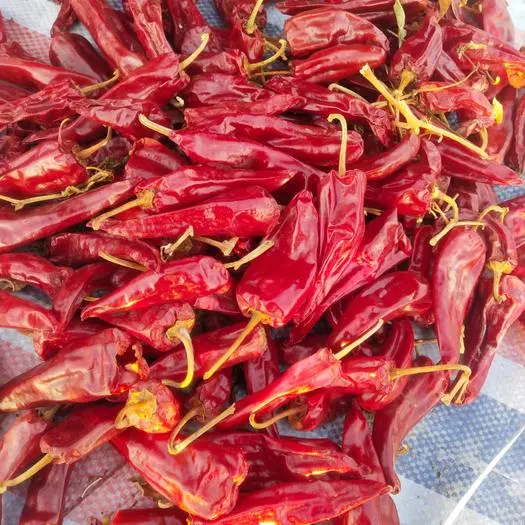 Gewürze Kräuter Großhandel Natürliche Pfeffer Peking Red Chilis