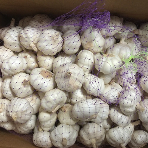 2022 Top Quality Garlic Big Size Competitive Prices