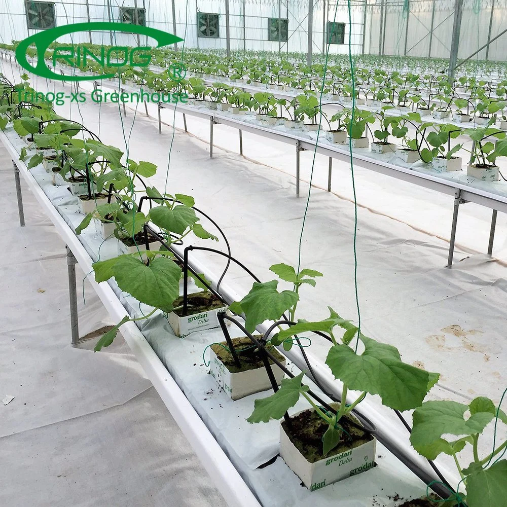 Multi-Span Film Vegetable Greenhouse Flower Growing Greenhouse with Cultivation Hydroponics System