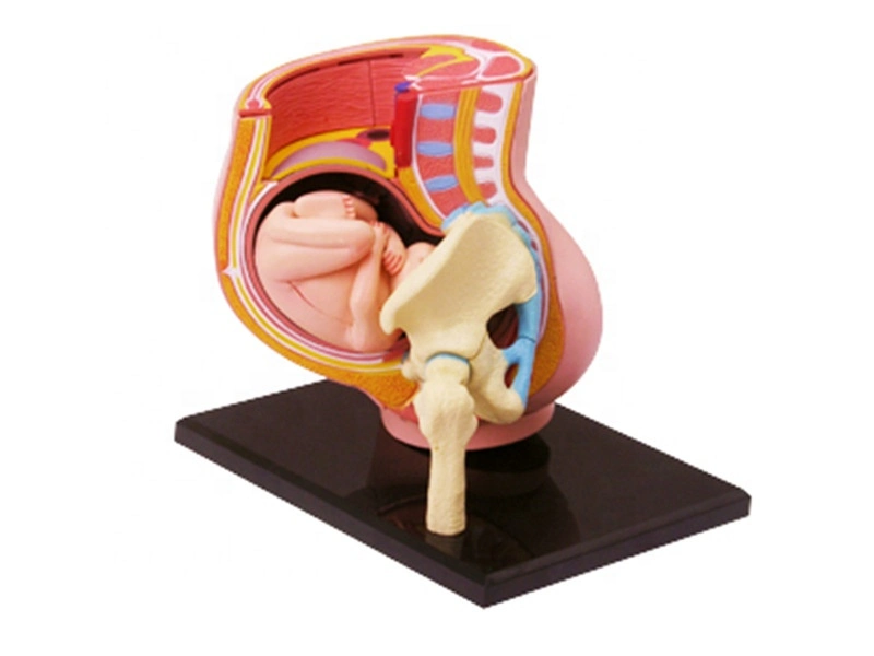 4D Human Anatomy Pregnancy Pelvis Model