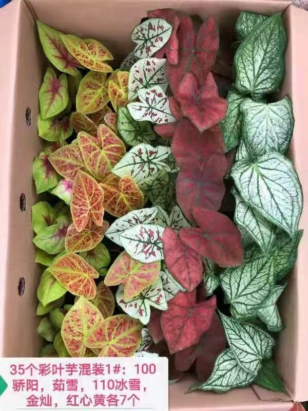 Caladium Bicolor Ait Vent Mix Color Ornamental Plant