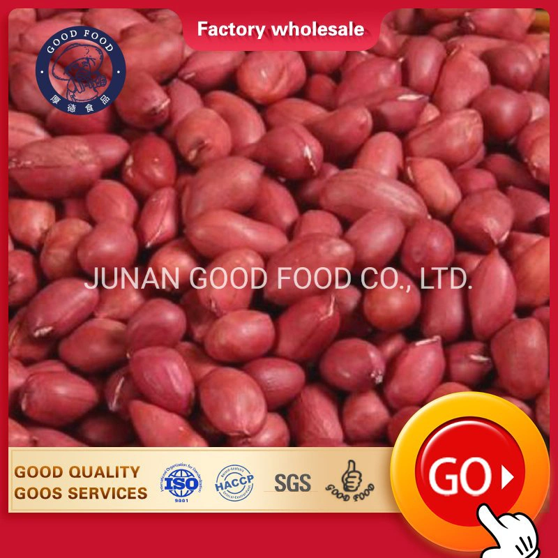 High Quality Kernel / Peanut / Price / Java / Bold / Groundnut