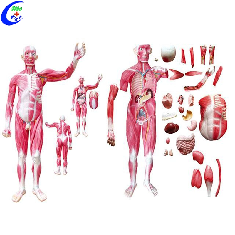 Human Whole Body Muscle Anatomy Education Model