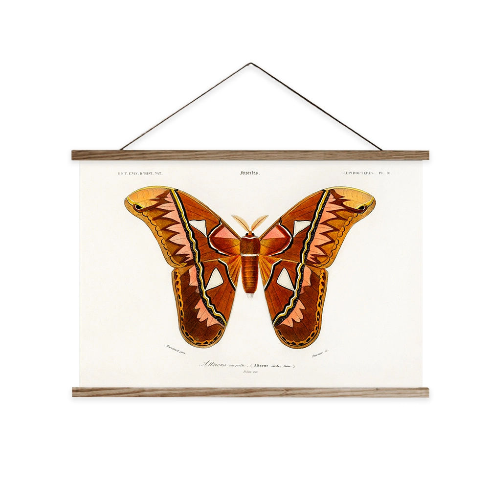 Mariposa de la polilla de la biología de los estudiantes materiales de impresión de desplazamiento de la pintura dormitorio decorativos