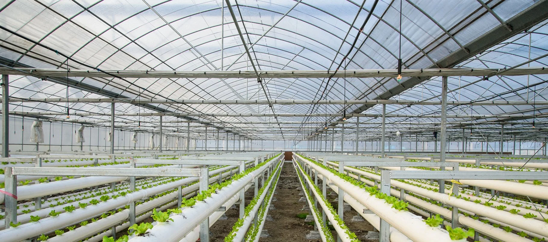 Single Layer Glass Greenhouse Galvanized Frame with Cooling/ Shading/Irrigation for Vegetable Cultivation