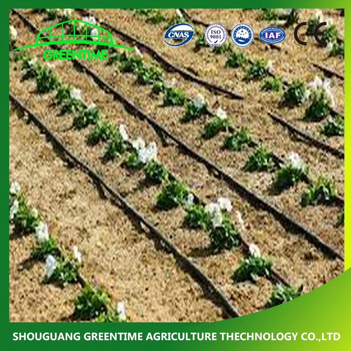 Multi Span Greenhouse Drip Irrigation Tape/Sprinkler System/Hydroponic System for Sale