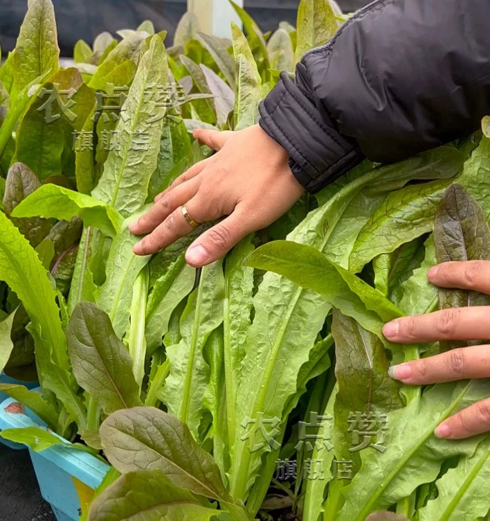 Semillas de Lechuga Púrpura semillas de verduras de primavera