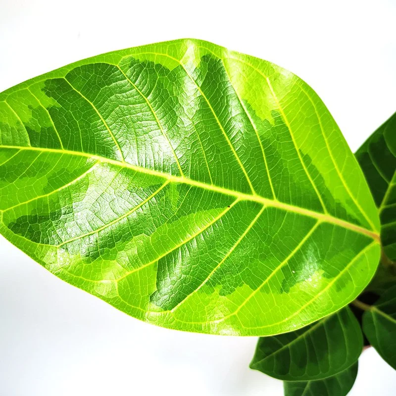 Verde Ficus benghalensis Variegata plantas de interior Venta caliente plantas vivas Flores