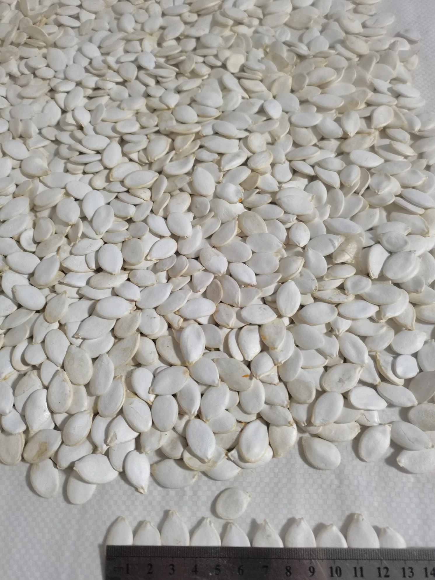 Pumpkin Seeds Snow White 11cm 13cm 14cm