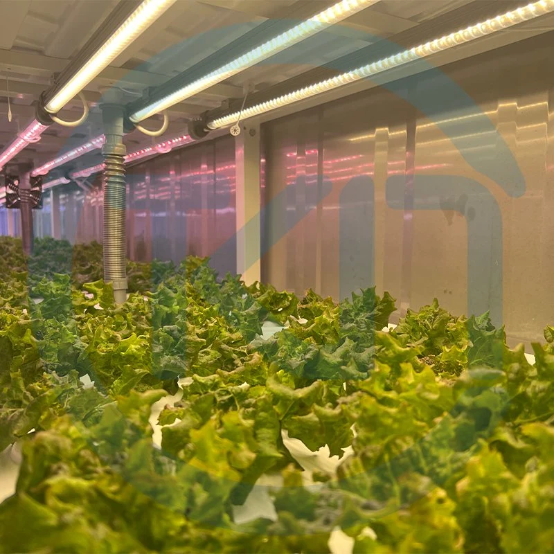 Hydrofonic System Gewächshäuser Container Farm Medizinische Pflanzen für den Anbau