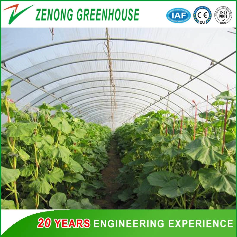 Garden Used Film Covered Tents Greenhouse for Seed Nursery/Planting Vegetables/Flowers