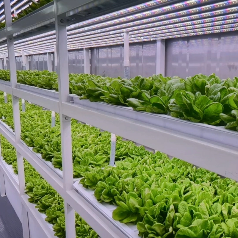 9600 * 650 * 2500mm kommerzielle kleine Größe Automatische Pflanzsystem Container Farm für Mircogrün Kräuter Tomaten