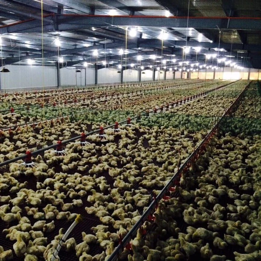 Pollo Broiler granja avícola Estructura de acero arrojar casa por 15.000 pollos