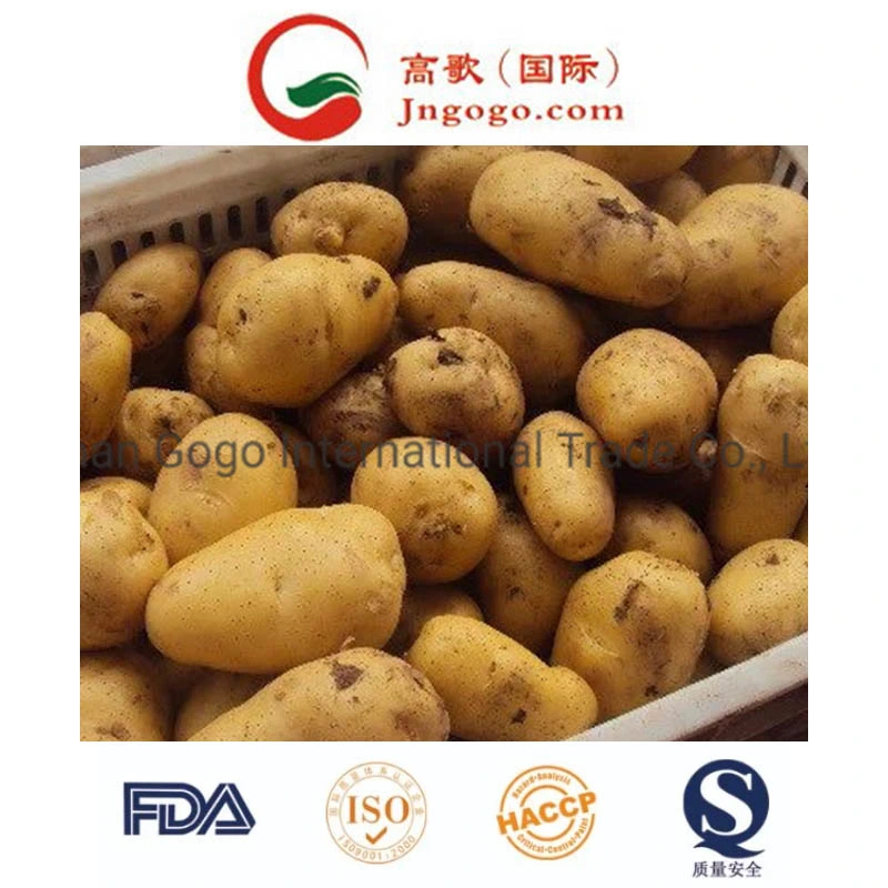 Proveedor de oro en China la patata fresca (100-200g)