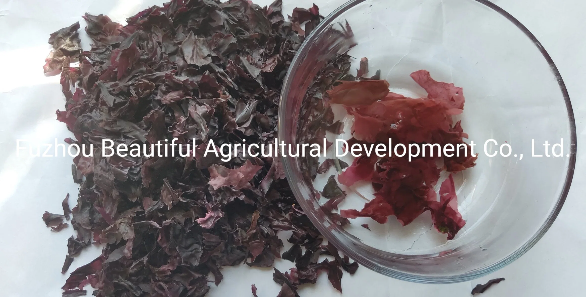 Dried Dulse Flakes/Atlantic Rhodymenia Palmata Factory Direct Sales