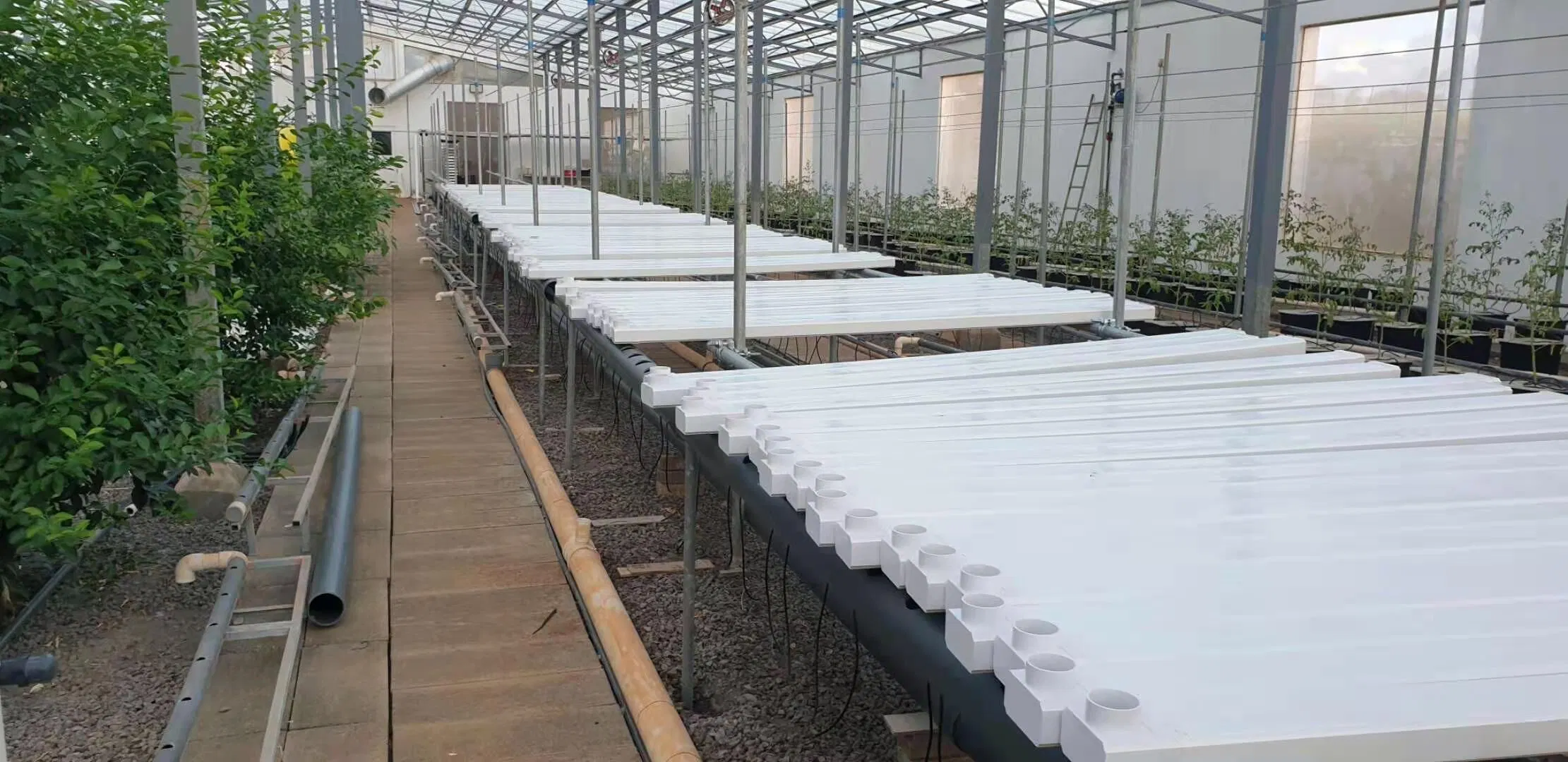 Sistemas agrícolas de crescimento de NFT Hydroponics