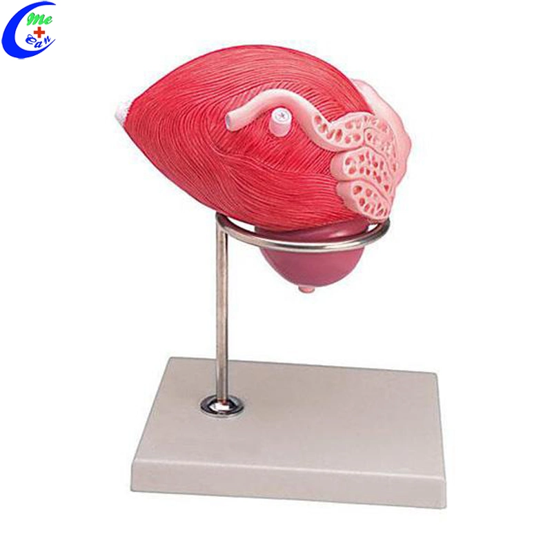 Medical Education Bladder and Prostate Anatomical Model