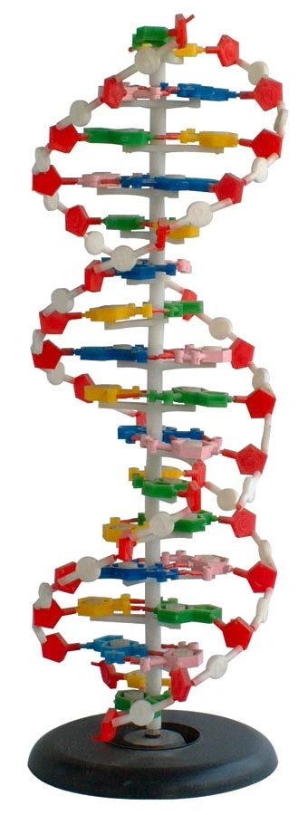 Le modèle médical et de l'enseignement de l'ADN partie Modèle 1
