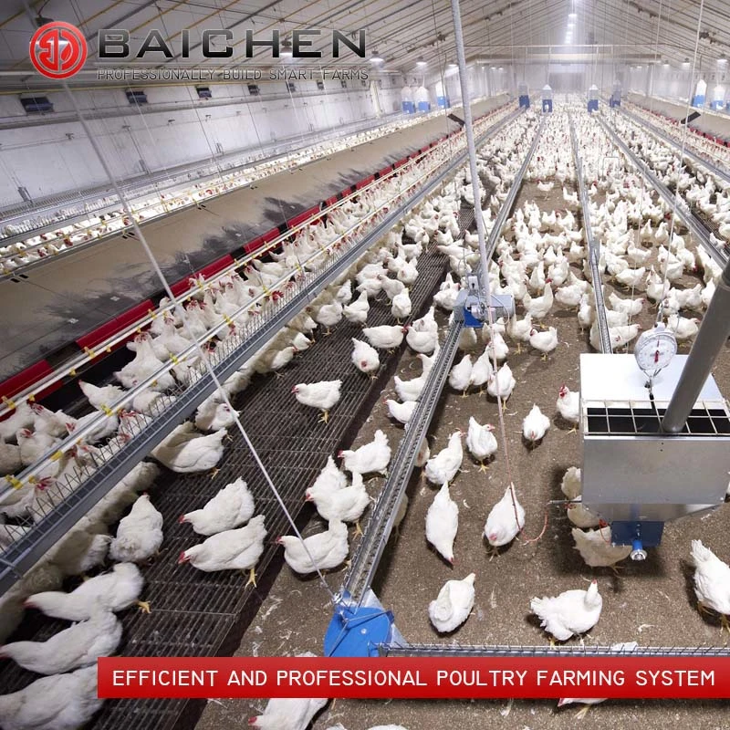 2023 Alimentateur automatique bon marché pour l'élevage de poulets pour les poulets de chair et les reproducteurs pour une ferme d'élevage de reproducteurs avicoles.