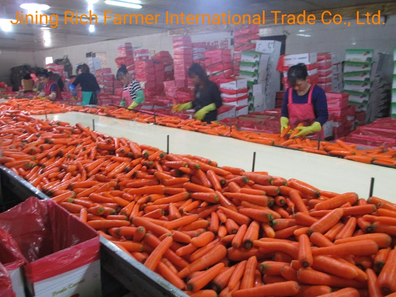 Großhändler frische Karotte in günstigen Karotten Preis