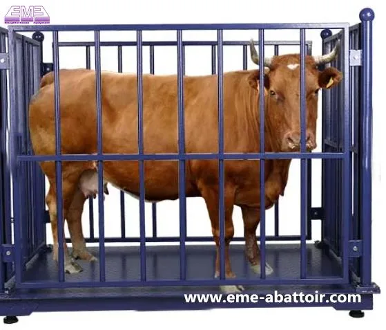 Living Cattle Livestock Scales Cow Weighing Machine Abattoir Equipment for Slaughter Processing