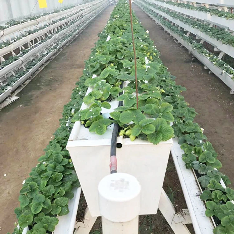 Commercial Strawberry Hydroponic Growing Systems Vertical Planting Cultivation Plastic Gutter Greenhouse for Sale