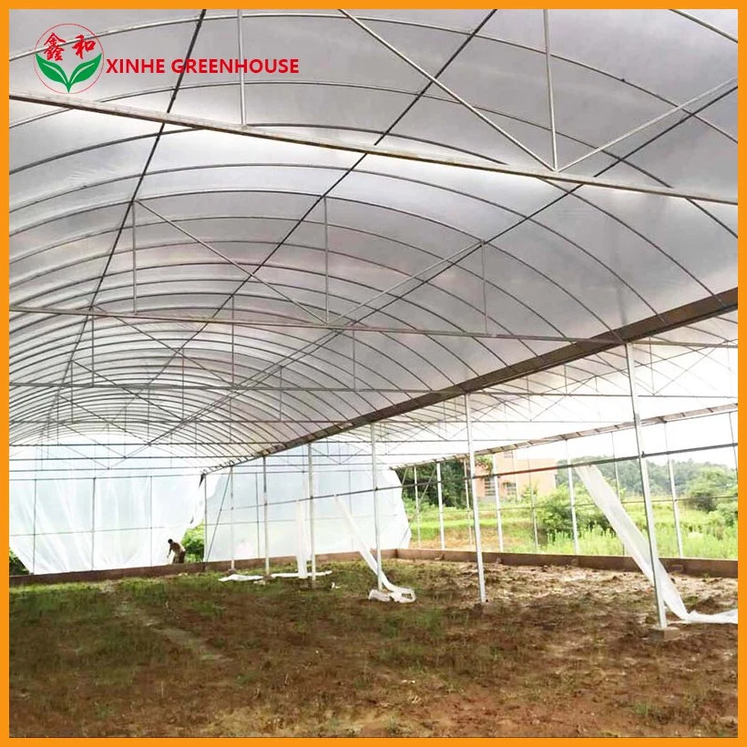 Low Price UV Film Tunnel Economic Multi Span Poly Farm Agriculture Greenhouse