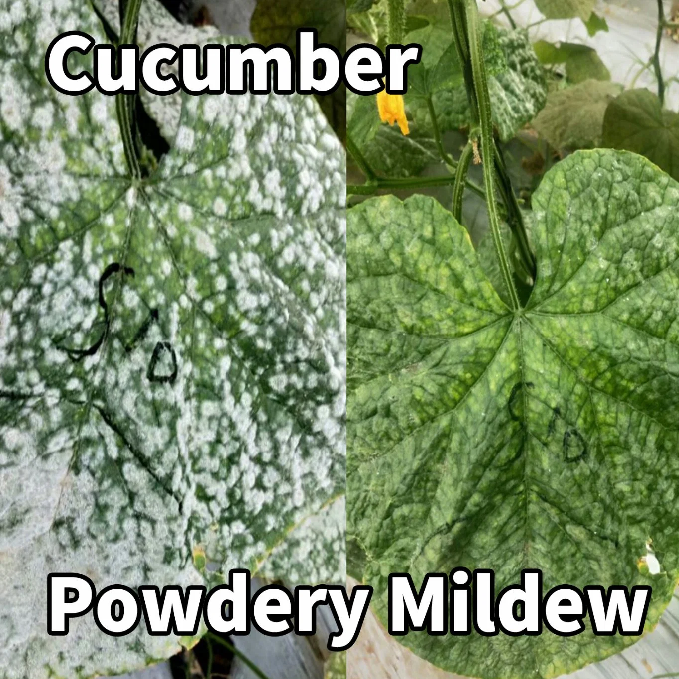 CURER bio fertilizer specially therapeutic effects on Powdery Mildew,Gray Mold , anthrax