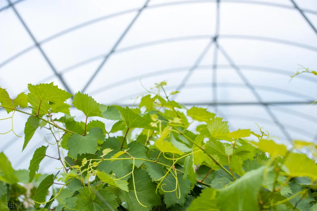 Landwirtschaftliche Pflanzen Pflanzen Multi-Span kommerzielle Polycarbonat Gewächshaus mit Hydrokultur für Traube