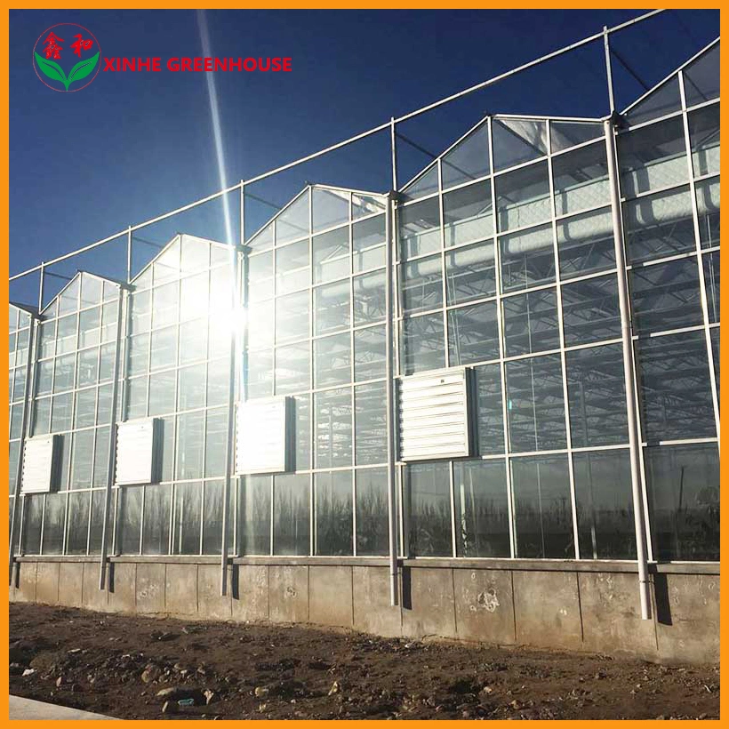 Agricultural Turn-Key Business Farm Glass Green House for Tomoaoes/Lettuce/Cucumber Cherry/Tomoto with Shading System/Ventilation System/Fly Net