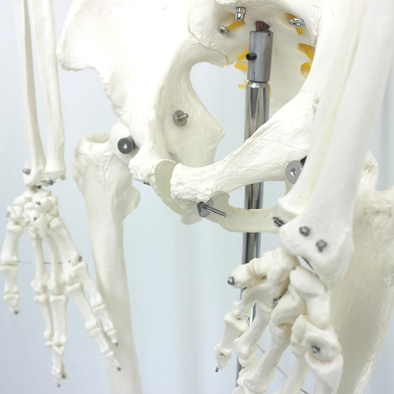 Лабораторные учебные модели 85 см Мускулистое скелет Модель ПВХ