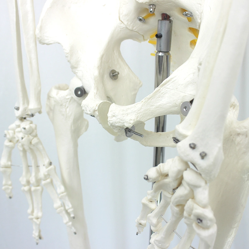 Lab Teaching Models 85cm Human Muscular Skeleton Model of PVC