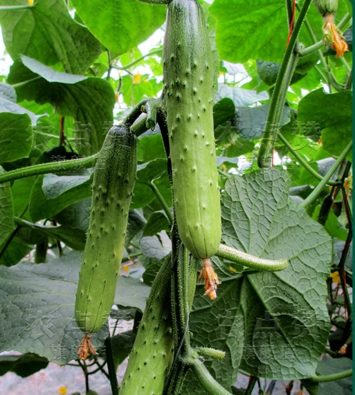 Heat Cold Strong Disease Resistance Spikes Cucumber Seeds for Planting