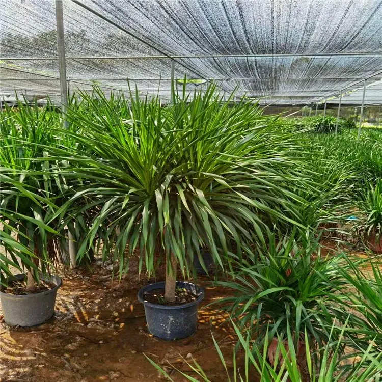 Кровь дракона дерево Dracaena Vand. Ex L. открытый реального завод бонсай S-образную форму