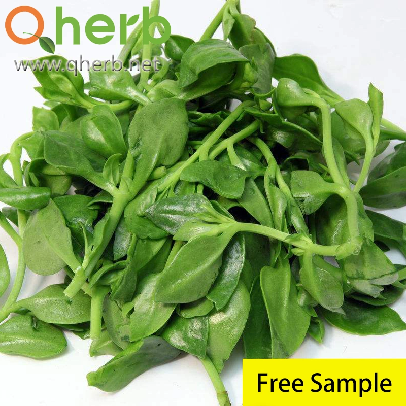 Wholesale Natural 5% Andrographolide Andrographis Herb Powder Andrographis Paniculata Extract for Animal Food Feed