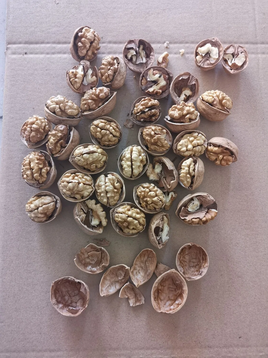 Xinjiang 185 Walnuts Peeling Export and Import Buyers Wholesale/Supplier