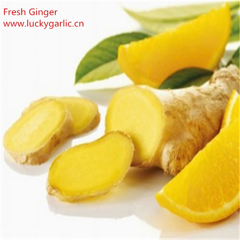 Organic Plant Extract Dried Ginger Powder Price