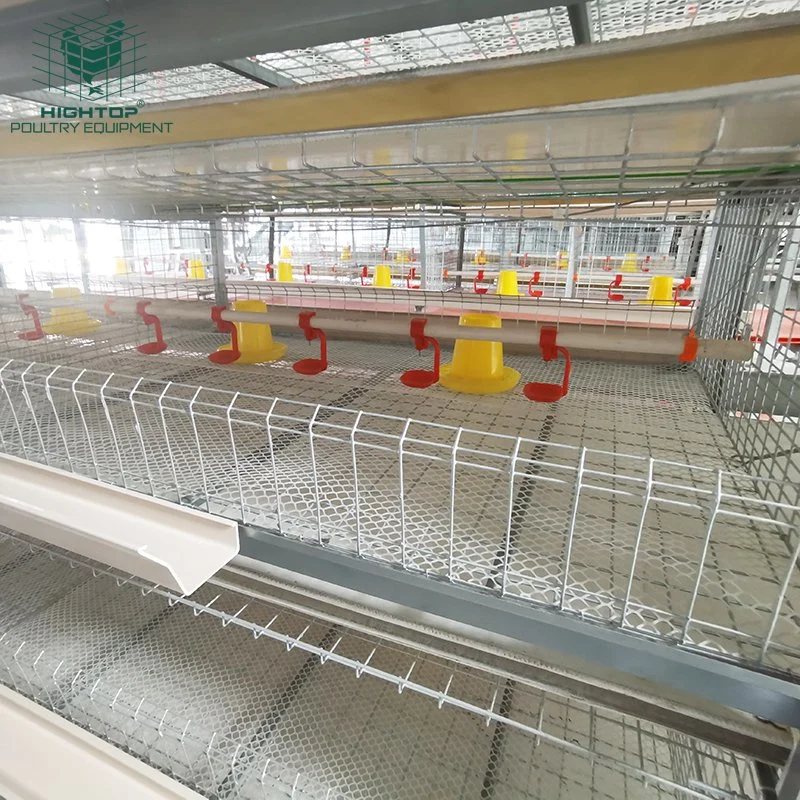 Batería de tipo H pollo broiler jaula con sistema de alimentación automática