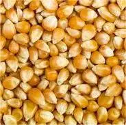 Extrait de maïs en poudre soluble dans l'eau protéine de maïs Zein Poudre de peptide