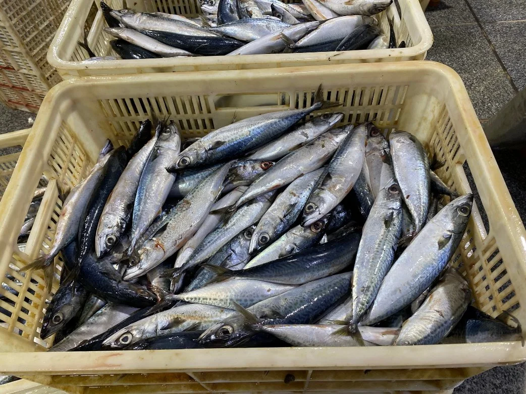 Seafood Manufacturing Canned Mackerel Fish in Brine Exported to Chile 425g