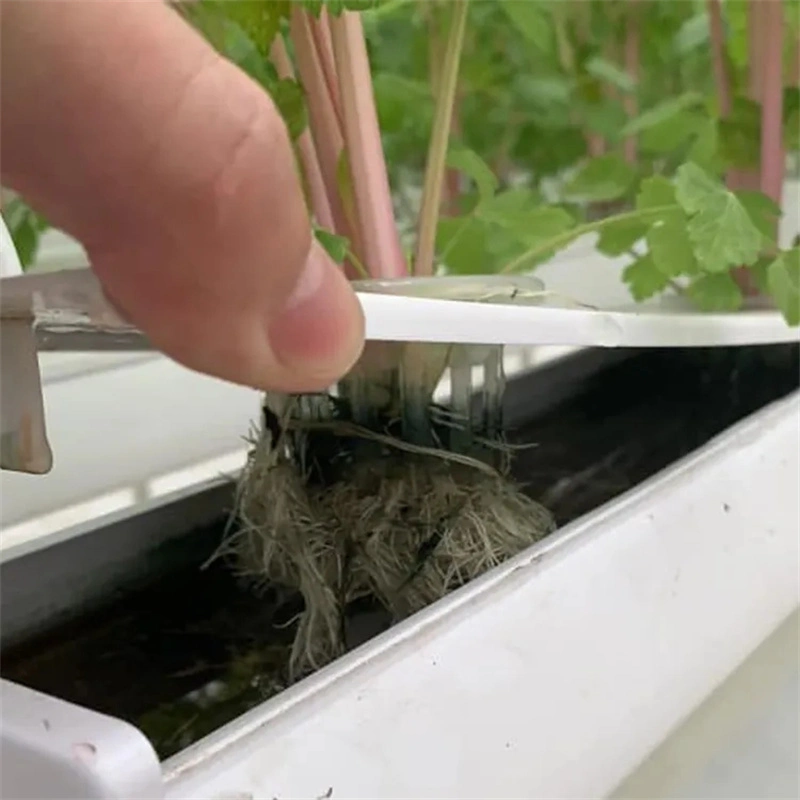 نظام الجرافة الهولندي الهيدروبوني أنظمة نمو PVC Channel Hydroponic Nft