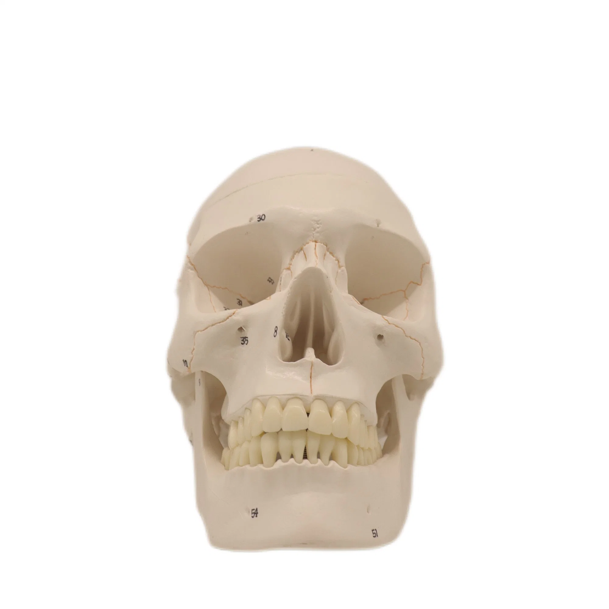 Modelos de Enseñanza de Laboratorio 3 Partes cráneo muscular humano modelos de esqueleto Para estudiantes