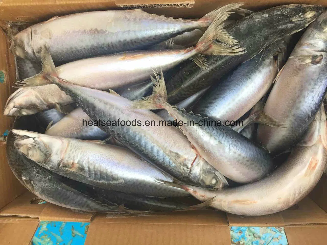 High Fat Content Fish Mackerel