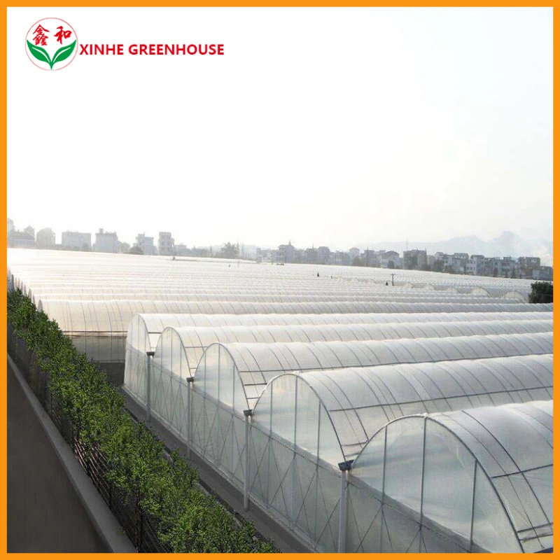 Structural Roofing Carbon Steel Xinhe Standard Packing Container Garden House Film Greenhouse